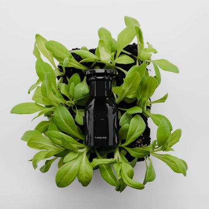 VAHY Tarkine Natural Perfume capturing dense forest air with earthy tones and quiet depth